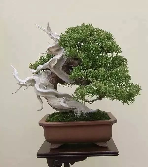 京都小盆栽雅风展部分精品欣赏_盆景