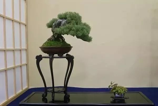 京都小盆栽雅风展部分精品欣赏 盆景