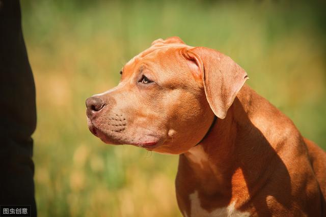 當之無愧的猛犬排行第一名——比特犬 寵物 第4張