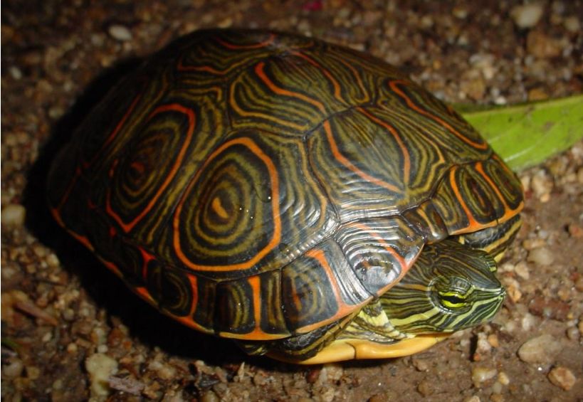 中美彩龟它还有个名字叫国产大河甜甜圈