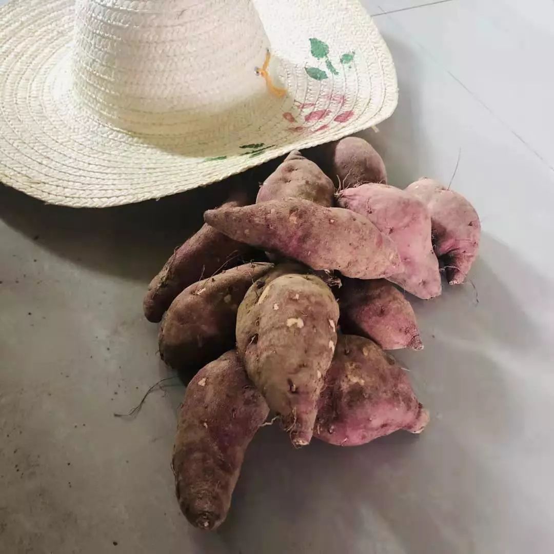 板栗小番薯色泽迷人,香甜软糯,具有比市面上普通红薯更高的营养价值