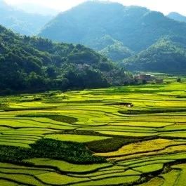 百色市区人口有多少_百色右江区有多少个镇(2)