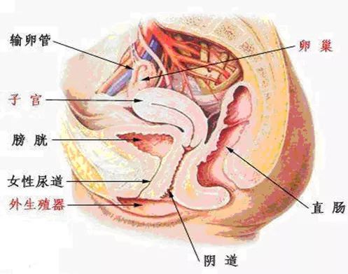 女性尿道很短,全长4～5cm,直径8～10mm,比男性尿道粗,短,直,且与阴道