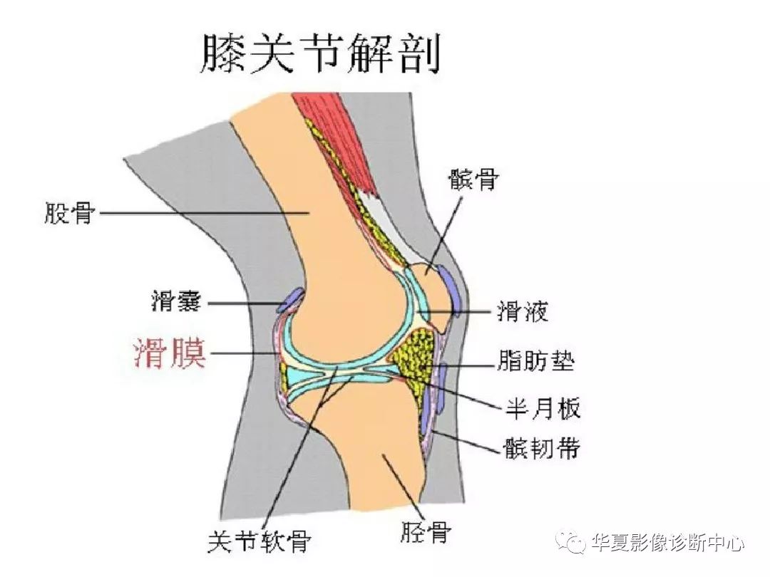 【影像基础】膝关节滑膜囊—影像图谱