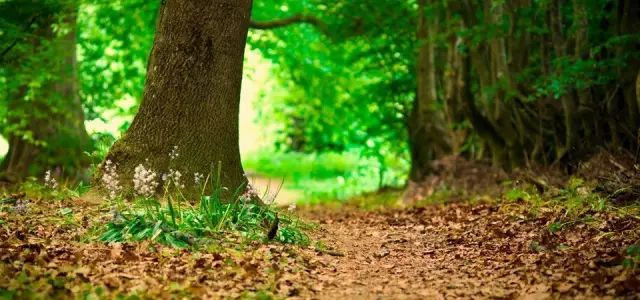 树是不是名词 15effdd6fe204bc7b09b57c913ac5c57.jpeg