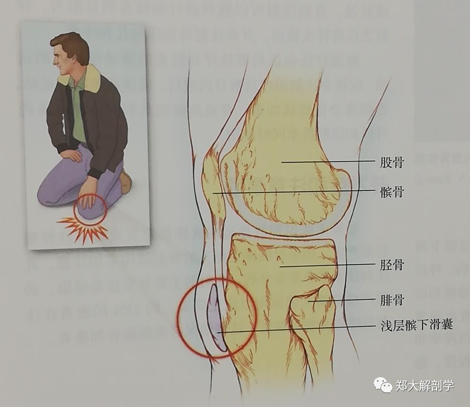 浅层髌下滑囊在皮下组织和上方的髌韧带之间.