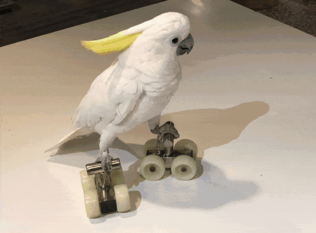 现实龟兔赛跑等你来看~99元抢潘多拉萌宠乐园2人门票!