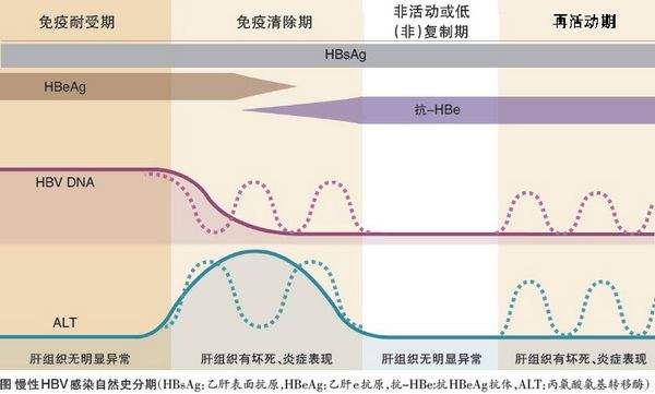 怎样增加免疫功能 59e273cc56ae4bff96d5b5bdf6a6b8ce.jpeg
