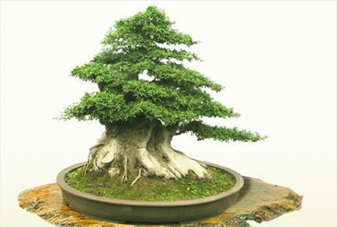 随缘生活的意义,今天我才真的明白,人生就像是一瓶汾酒,越品越有