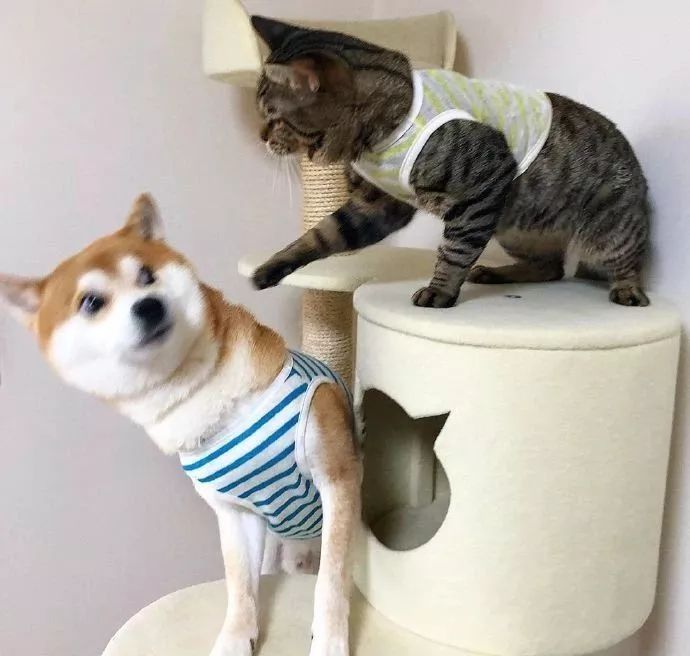 64c6f63dc0c548e79975018e908edb17.jpeg