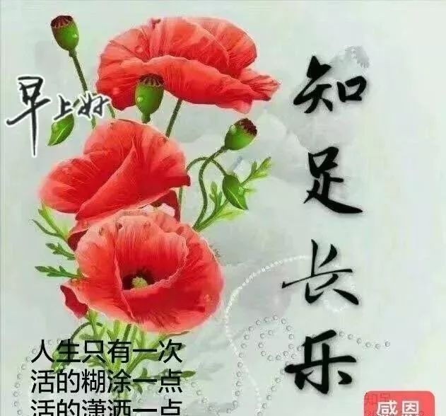 清晨问候大家早上好的漂亮鲜花图片,早上好温馨祝福语录图片