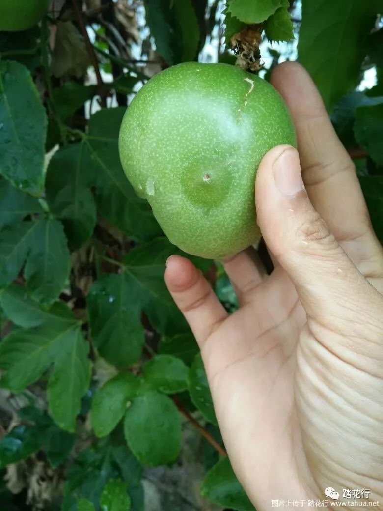 我种植人参果经验分享