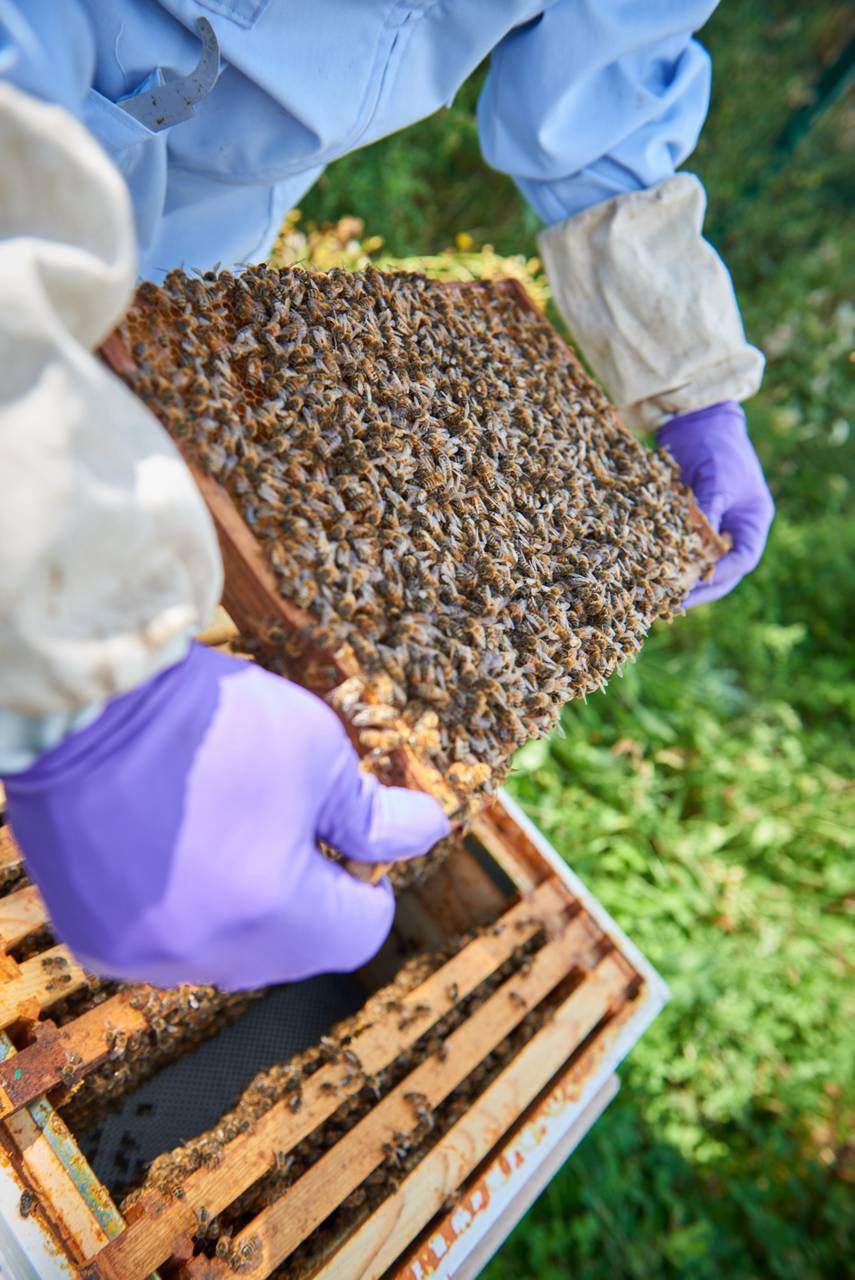 宾利汽车总部工厂首次迎来蜂蜜收获