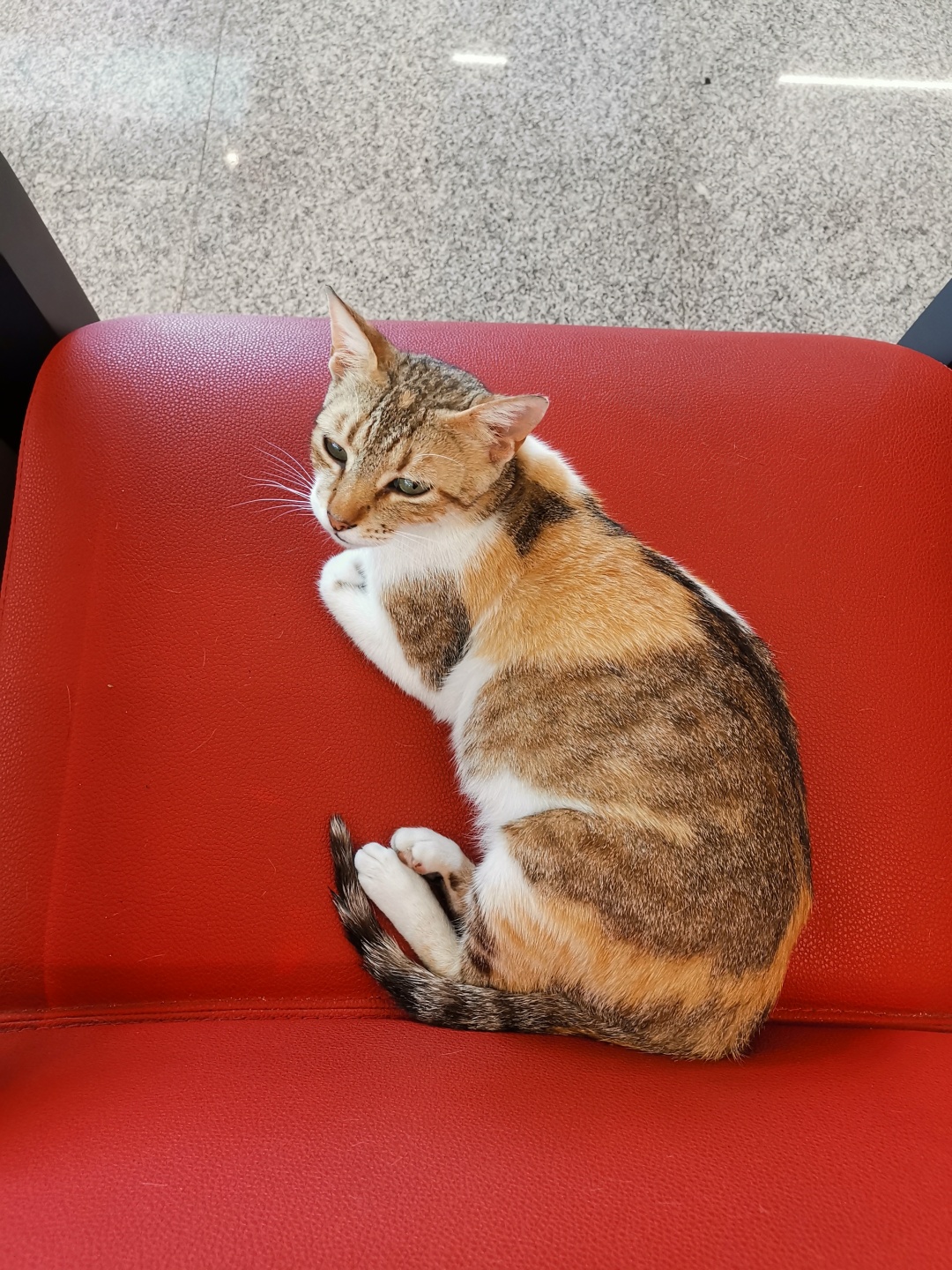 非洲第一条高铁在哪里?