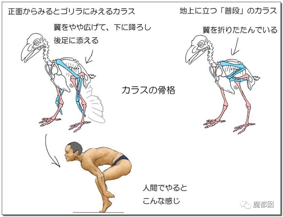 裸体男性为你展示如果动物的骨骼长到人体身上会是什么样子 古生物