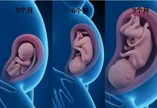 胎儿发育图上最"形象"的10个月和10种形式,感受生命的