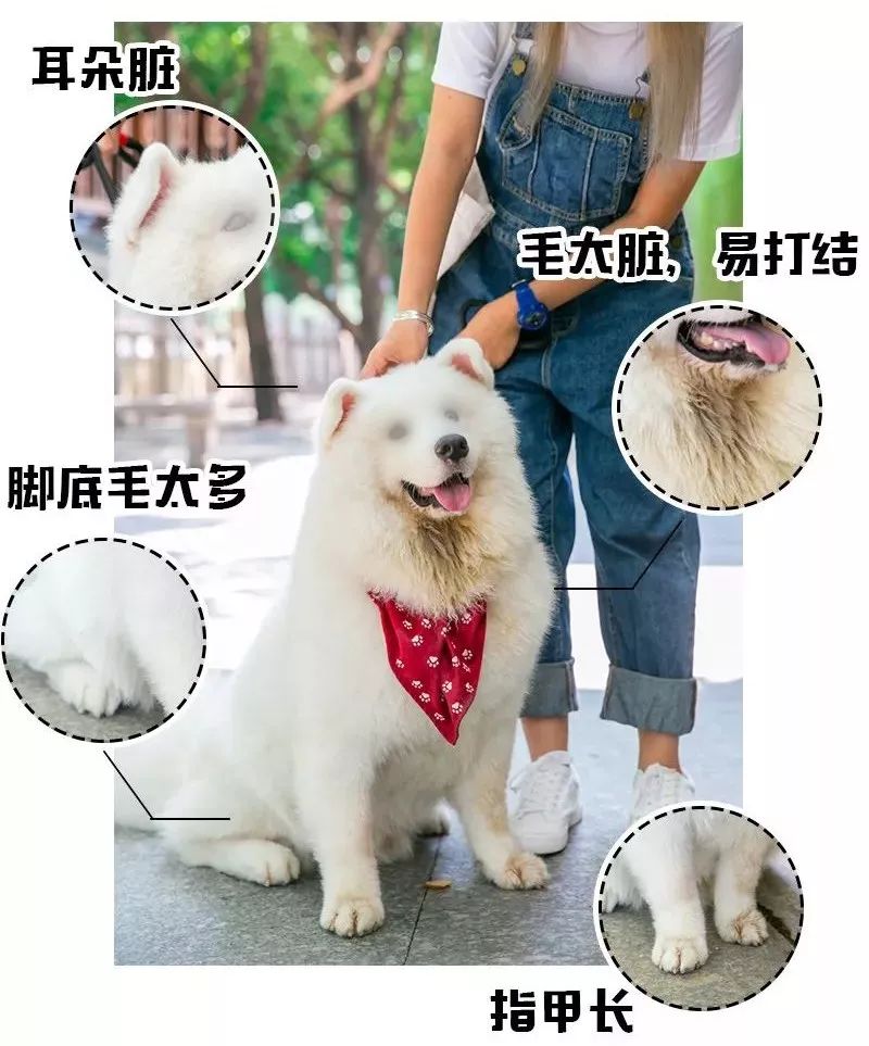 怎么给狗狗剪脚指甲 b41ccbb2647c44e1bb573a29a9b5a5ed.jpeg