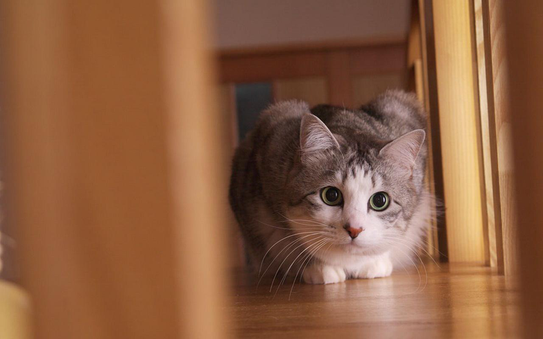 各个年龄段的猫咪 b7a655695bef43fa9e4ef9ae97a2346d.png