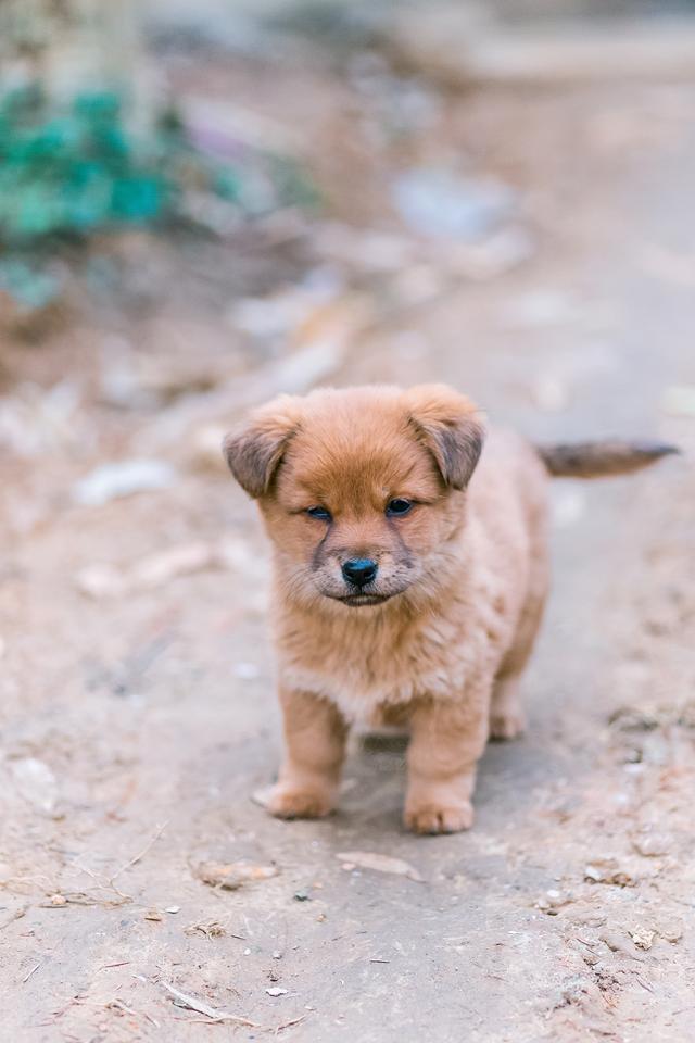 中华田园犬的名字是怎么来的?照顾得好,它们比其他犬种更优秀