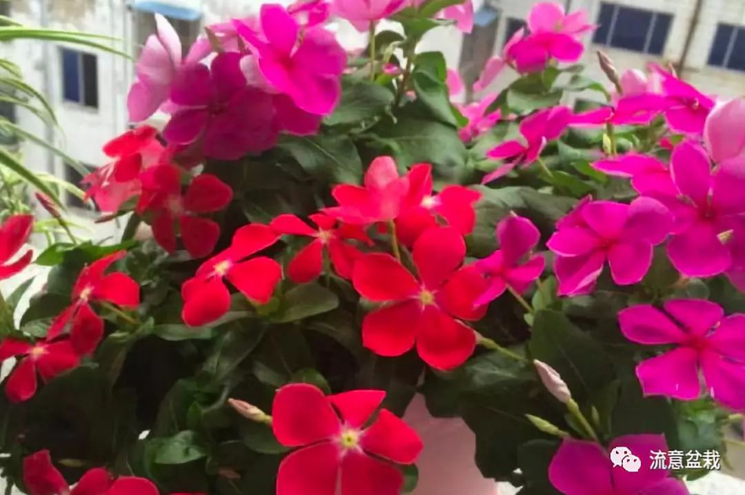 做到这8点四季梅开花美丽远离黄叶