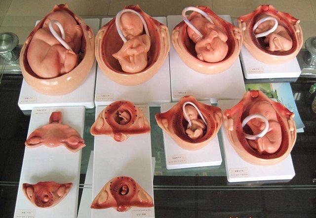 胎儿发育图上最"形象"的10个月和10种形式,感受生命的