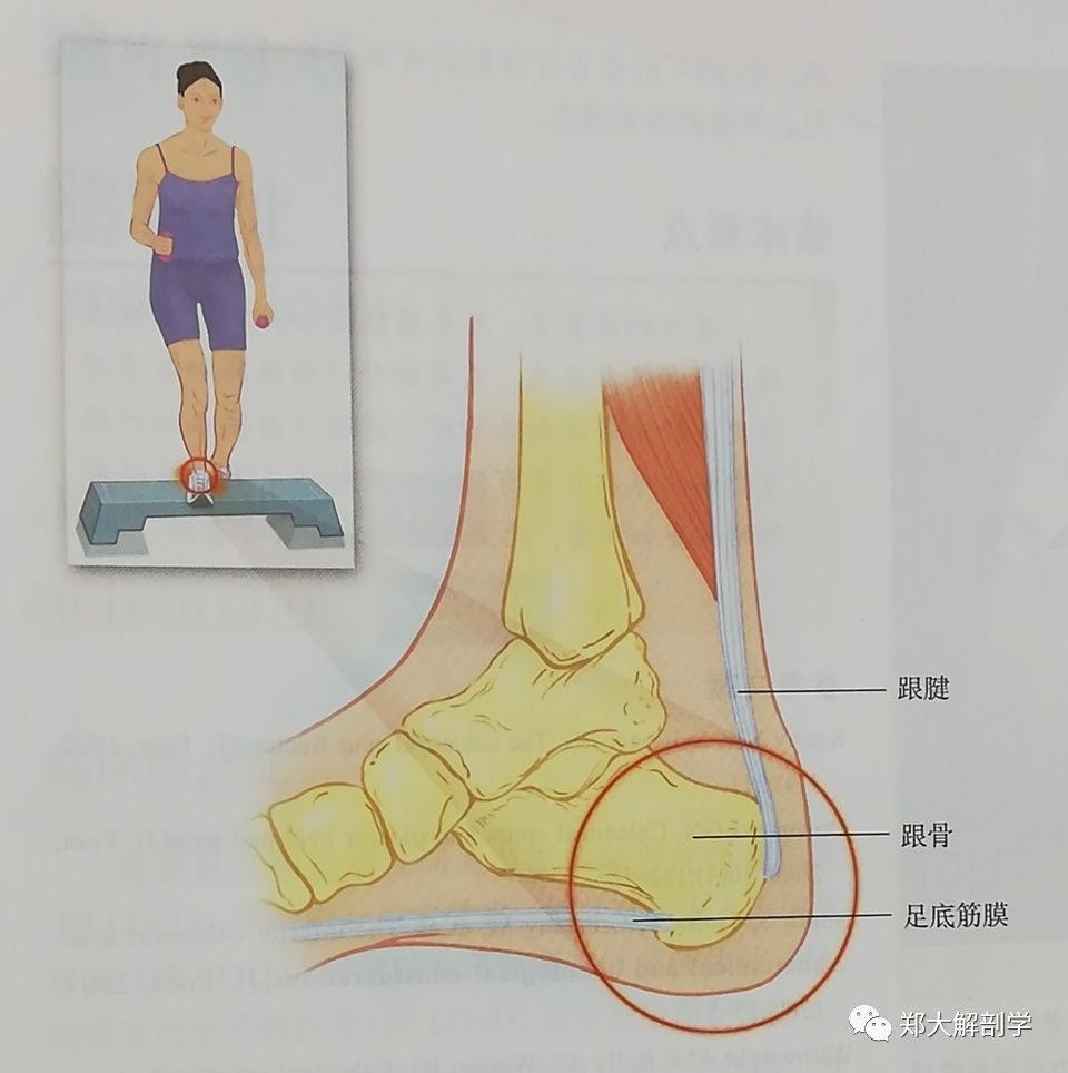 处的软组织肿胀,同时伴有第一跖趾关节角度异常,导致第一跖骨头端凸出