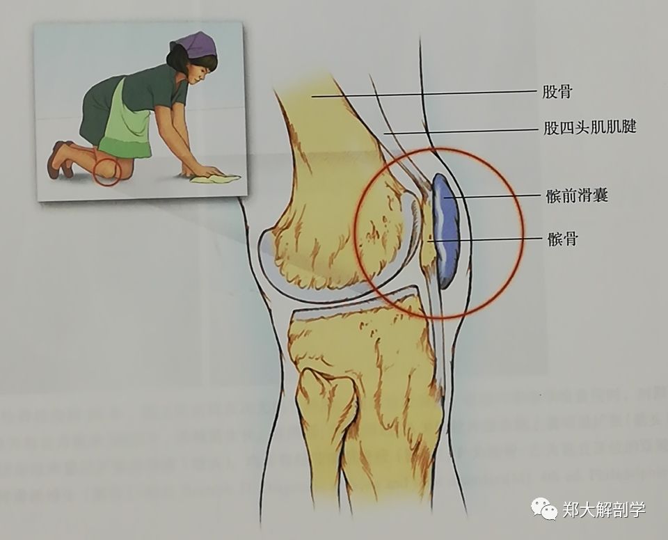 七种引起膝关节的疼痛综合征Ⅱ