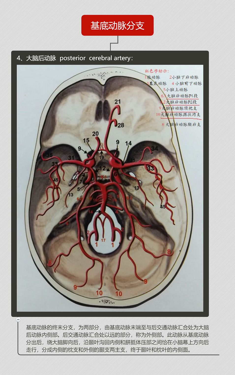 椎动脉的特点: 3 4 5 小脑后下动脉的分段, 6 7 基底动脉脑桥支