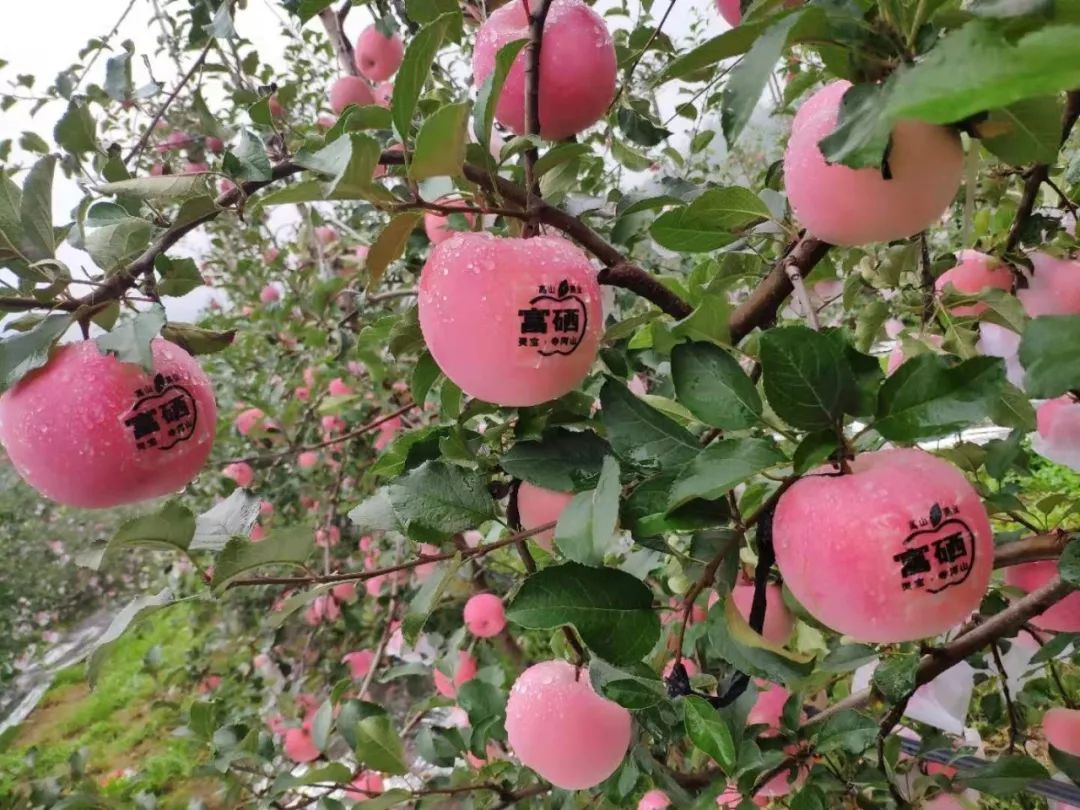 来源:灵宝寺河山苹果主题公园【2019】第265期返回搜狐,查看更多