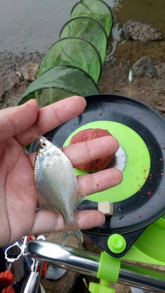 中秋假期最后一钓意外收获鳜鱼一尾