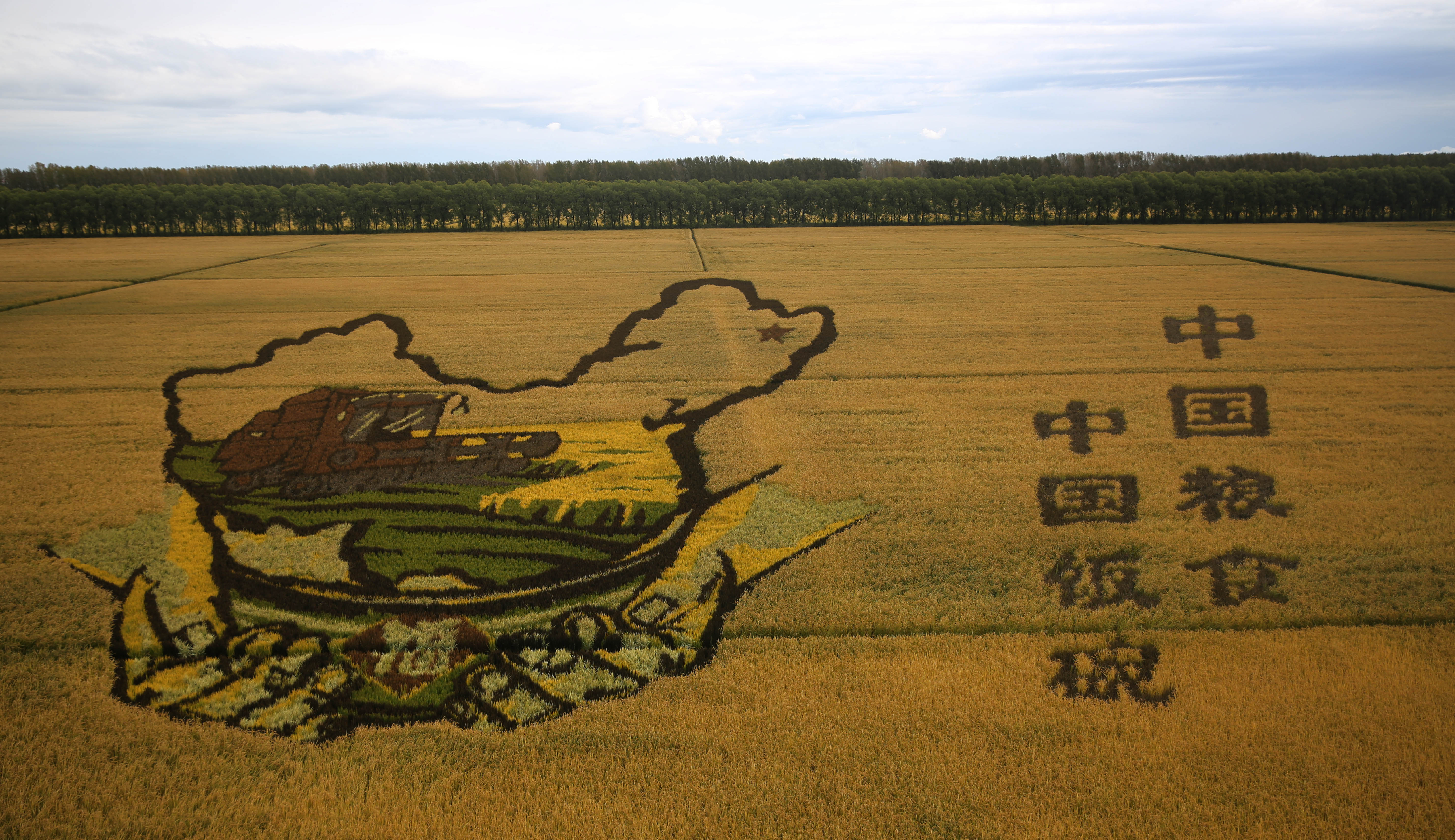 黑龙江:稻田画里"说"丰年