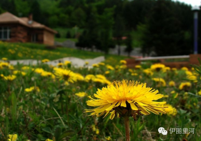 婆婆丁是什么样子的 ee432cb88b3e4edc9260c37771d85213.png