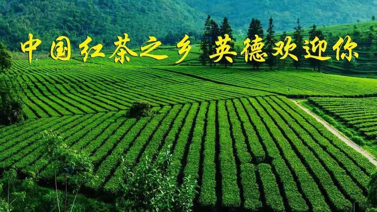 "中国红茶之乡"英德首次抱团亮相今秋上海茶博会