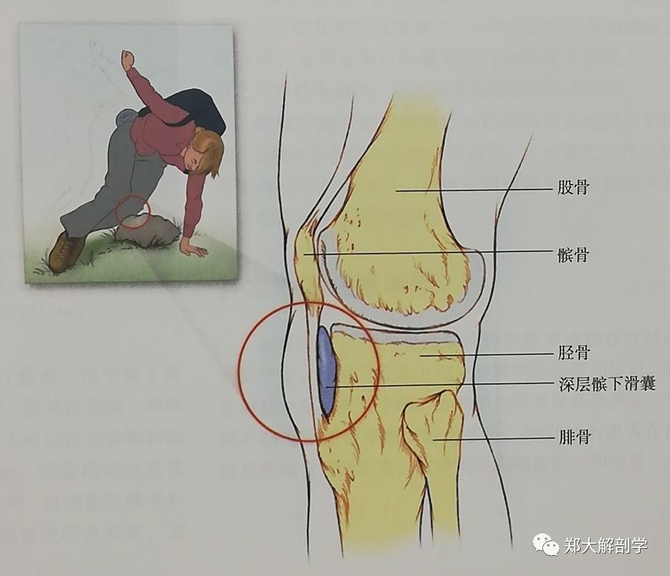 深层髌下滑囊在髌韧带和胫骨之间.