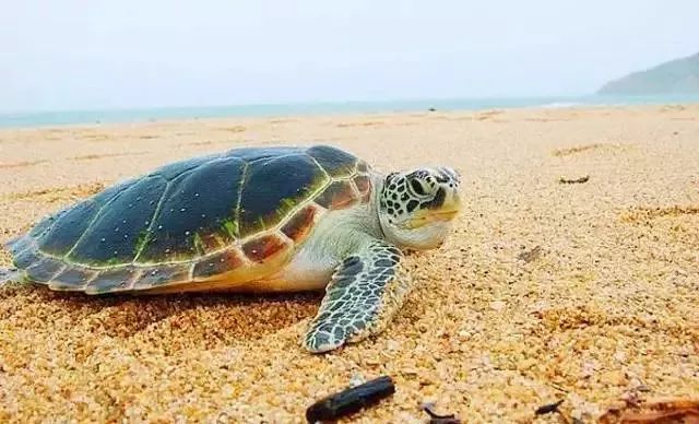 乌龟怎么看它 快生了 00fbb1992b1945baa727d4f5c7e5dd0a.jpeg