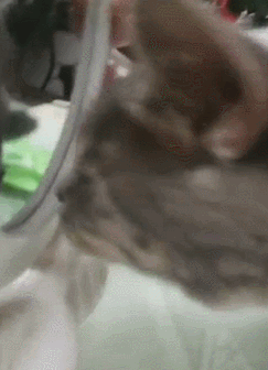 给我家猫做了个表情包,猫咪看到后让我差点归西!