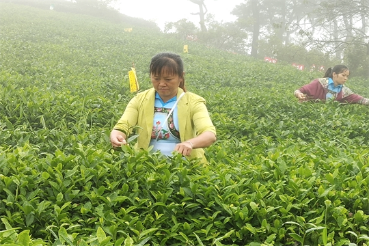 独山多少人口_南阳独山图片(3)