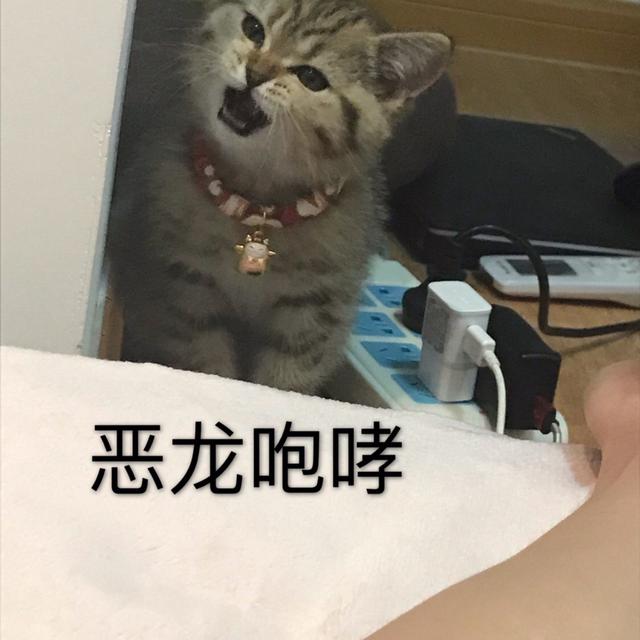 网友说他家的猫咪凶得很!就是奶凶奶凶的,这模样要萌死人了…_时候