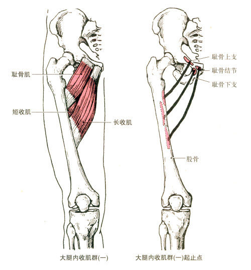 功能:近固定时,使髋关节内收,伸和外旋.