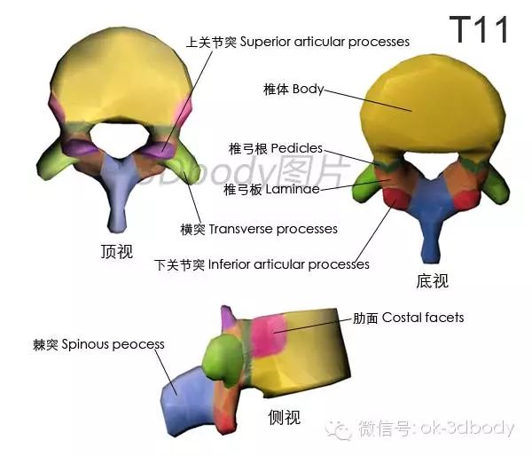 全套骨性标志图务必收藏