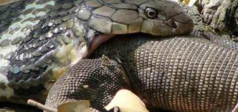 科莫多巨蜥被一蟒蛇活吞画面惊险刺激