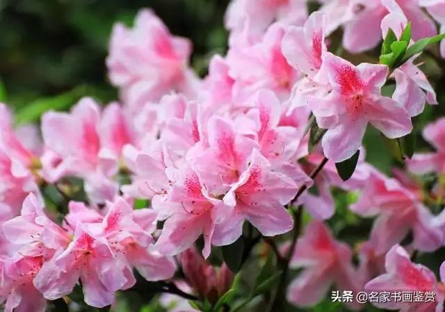 锦绣杜鹃,属杜鹃花目,杜鹃花科半常绿灌木.