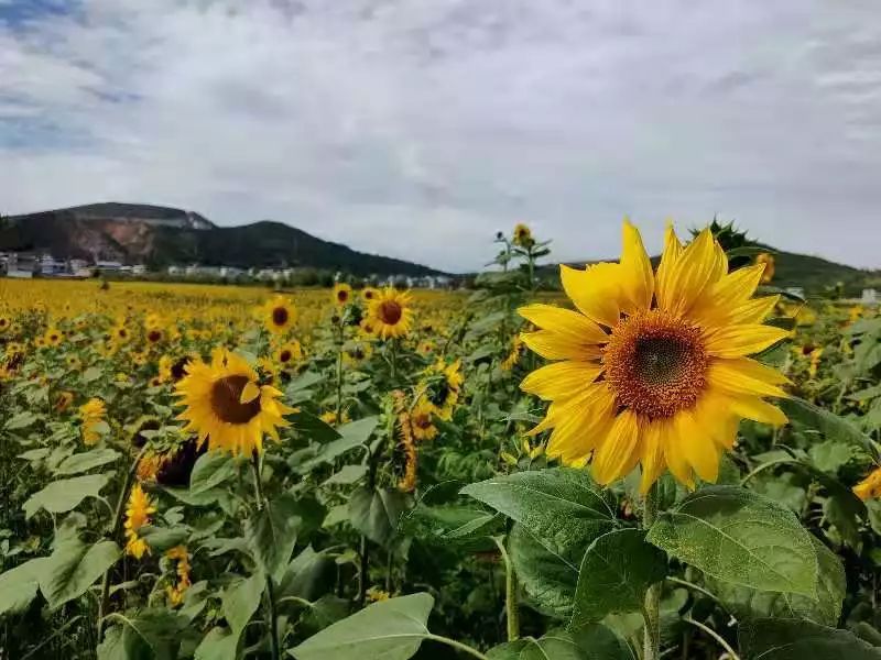祥云大波那有片向日葵花海,最近迎来盛花期,拍照打卡赶紧约起来!