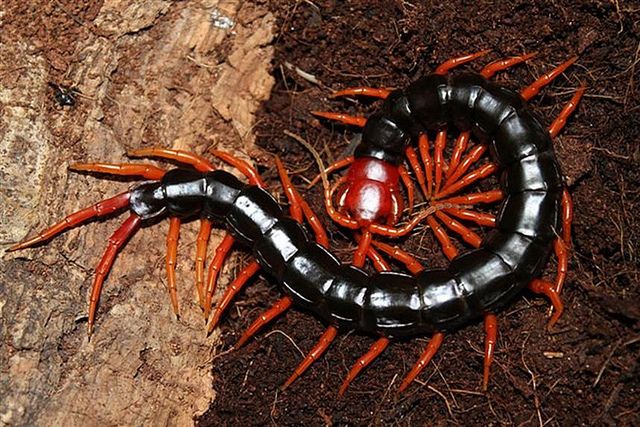 世界最可怕的十种蜈蚣,体长近半米实在太吓人!