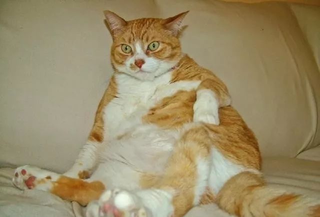 橘猫:为什么被说胖的只有我?明明狸花猫,奶牛猫也很胖