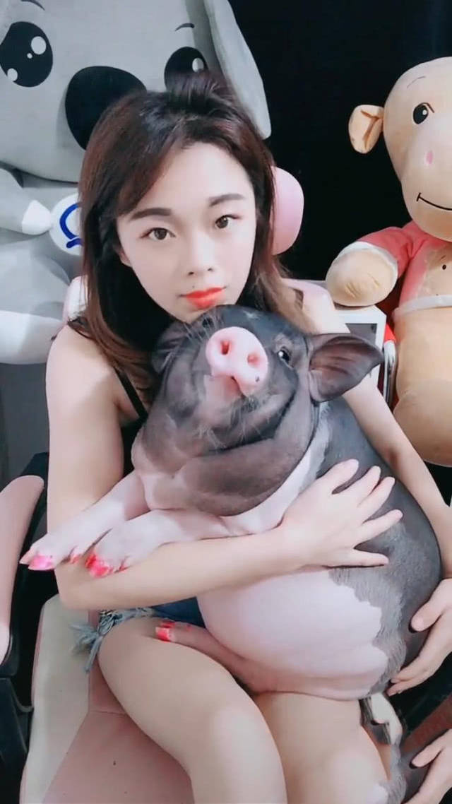 美女抱着猪玩偶录视频,男子发现不对,仔细一看后笑出声:是活猪