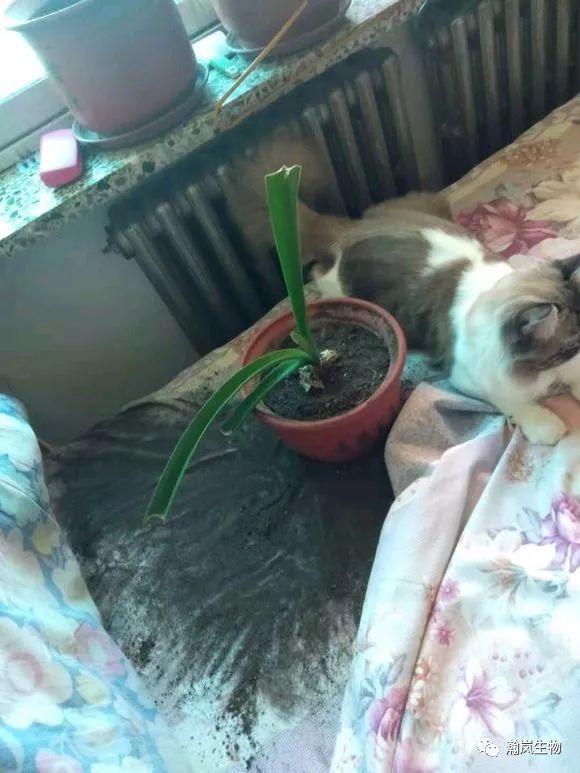 猫肉怎么做好吃?