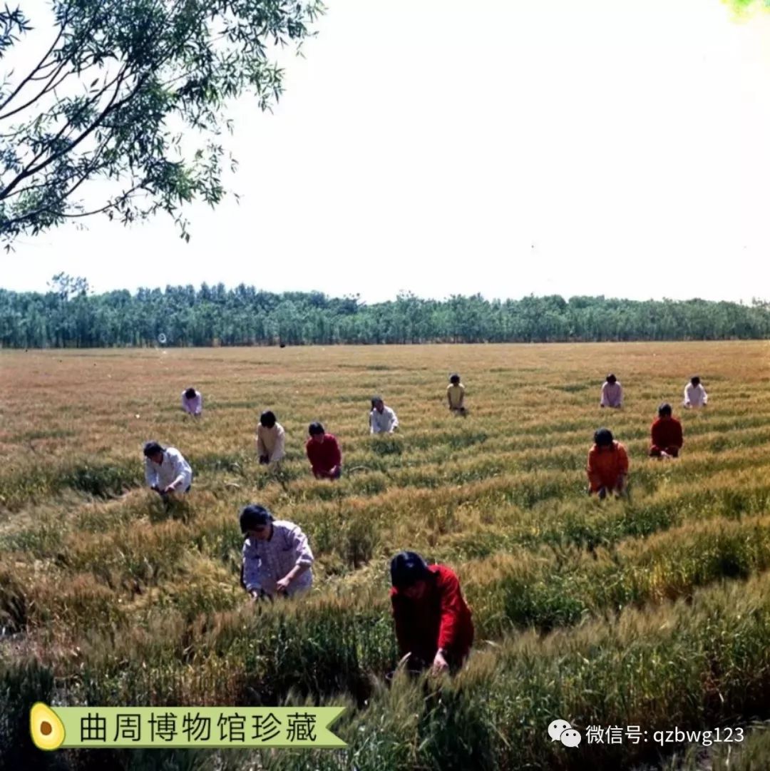 经典欣赏生产队时农民的丰收喜悦和劳动场景