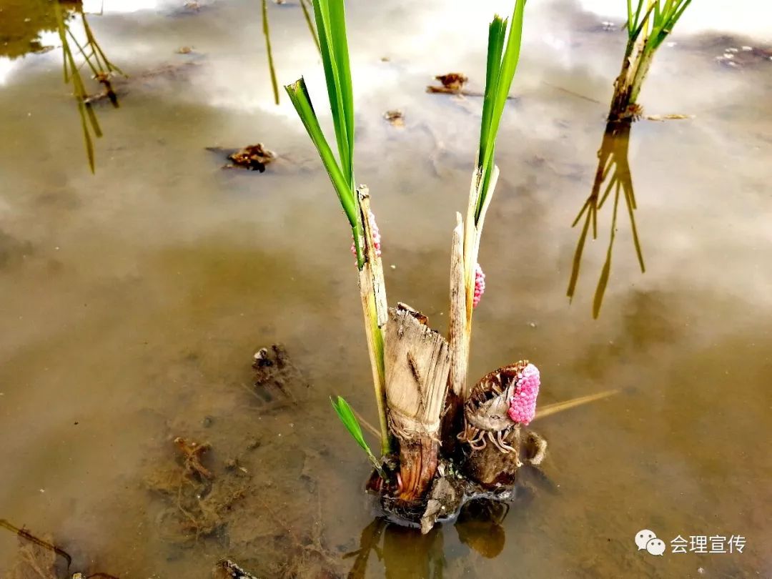 福寿螺危害茭白生长间作生物防治为最佳