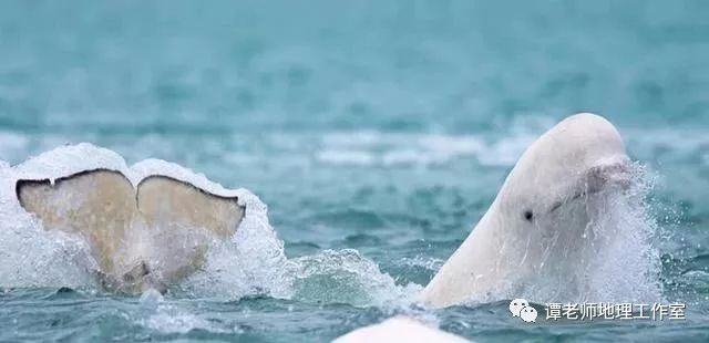 世界上最大的鲸鱼 62de52c0a77749cb8610bb89a4cb8fef.jpeg